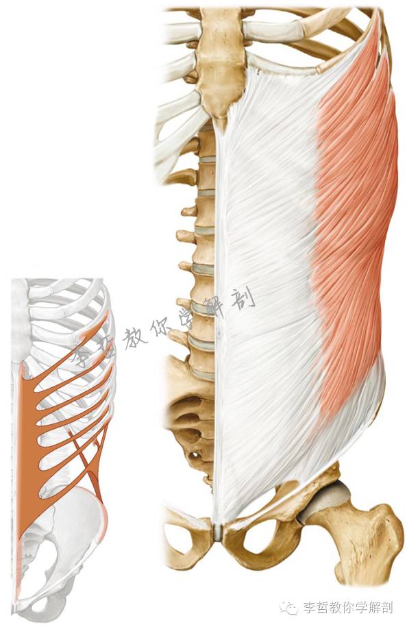 腰痛腹横肌痛,腹壁肌疼痛症状