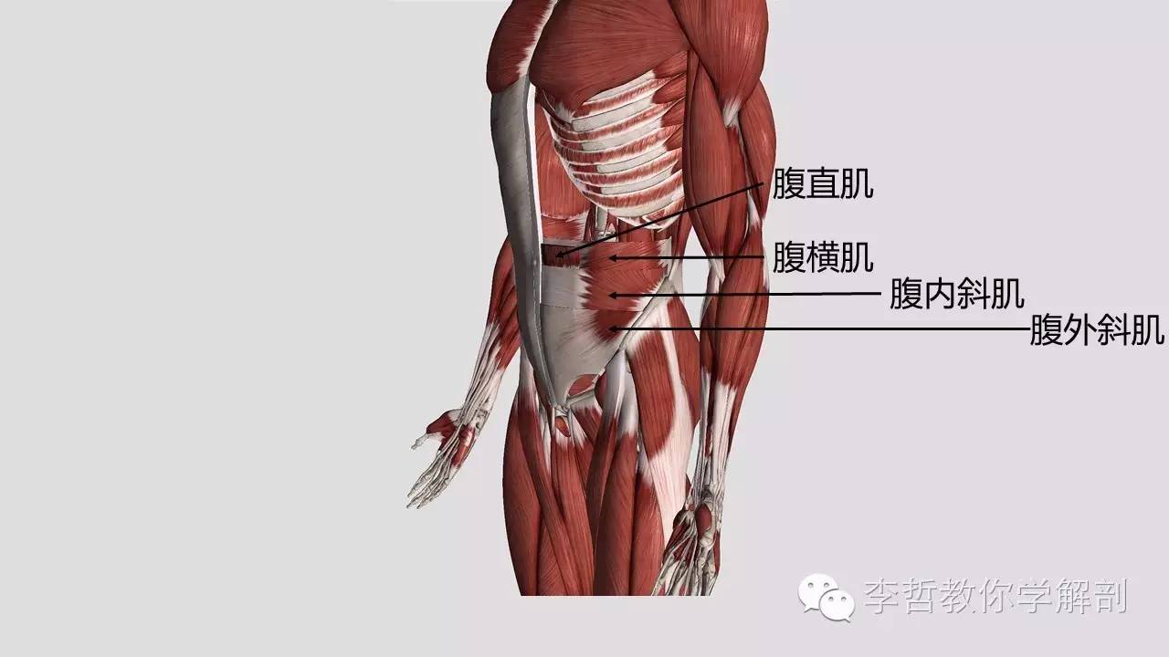 腰痛腹横肌痛,腹壁肌疼痛症状