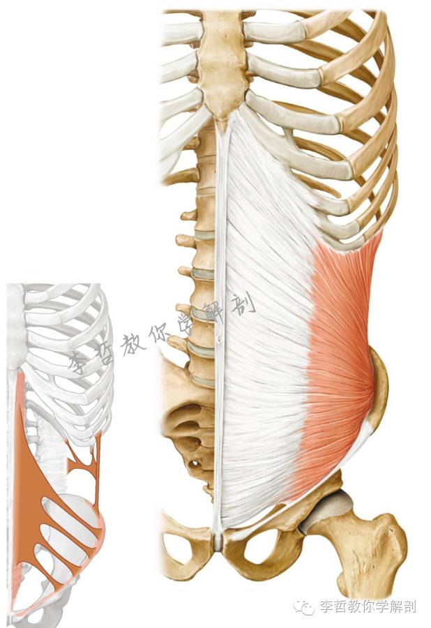 腰痛腹横肌痛,腹壁肌疼痛症状