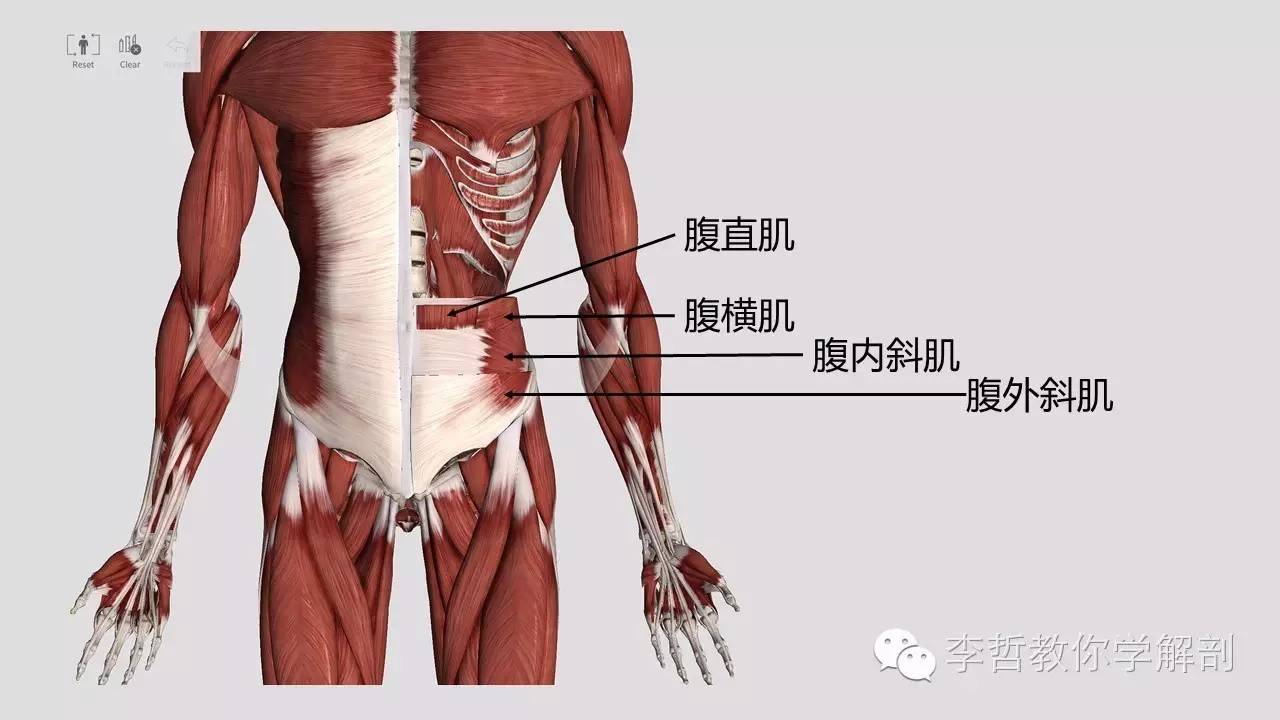 腰痛腹横肌痛,腹壁肌疼痛症状