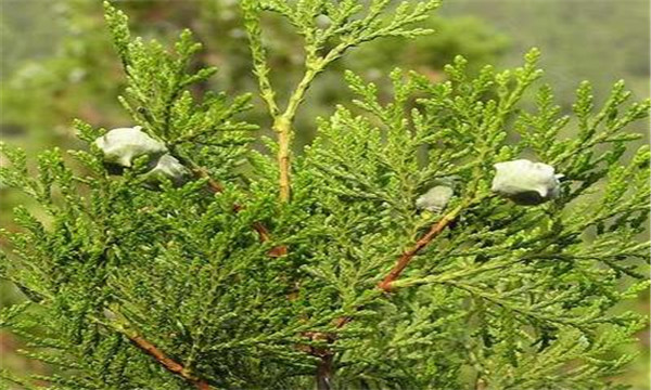 凉血止血药主要用于血热,凉血止血的中药有副作用吗