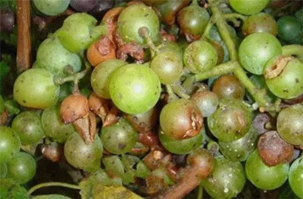 葡萄霜霉病发病规律,葡萄黑痘病的发病规律