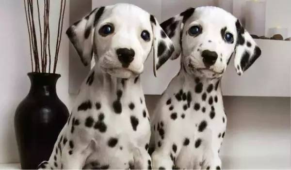 各种狗的身价排行榜,宠物狗什么狗最便宜还好看