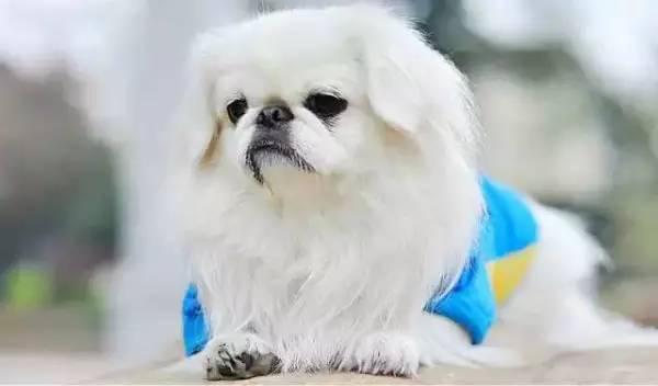 各种狗的身价排行榜,宠物狗什么狗最便宜还好看