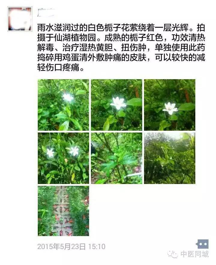 发现深圳的中草药|一生“栀”爱，一往而深