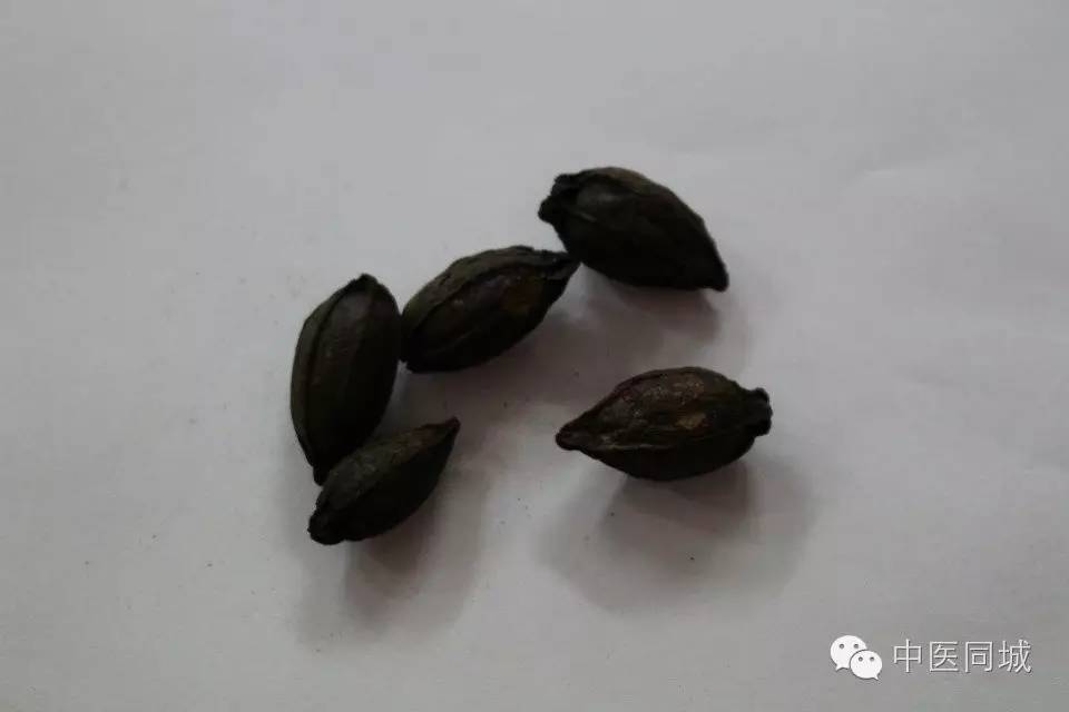 发现深圳的中草药|一生“栀”爱，一往而深