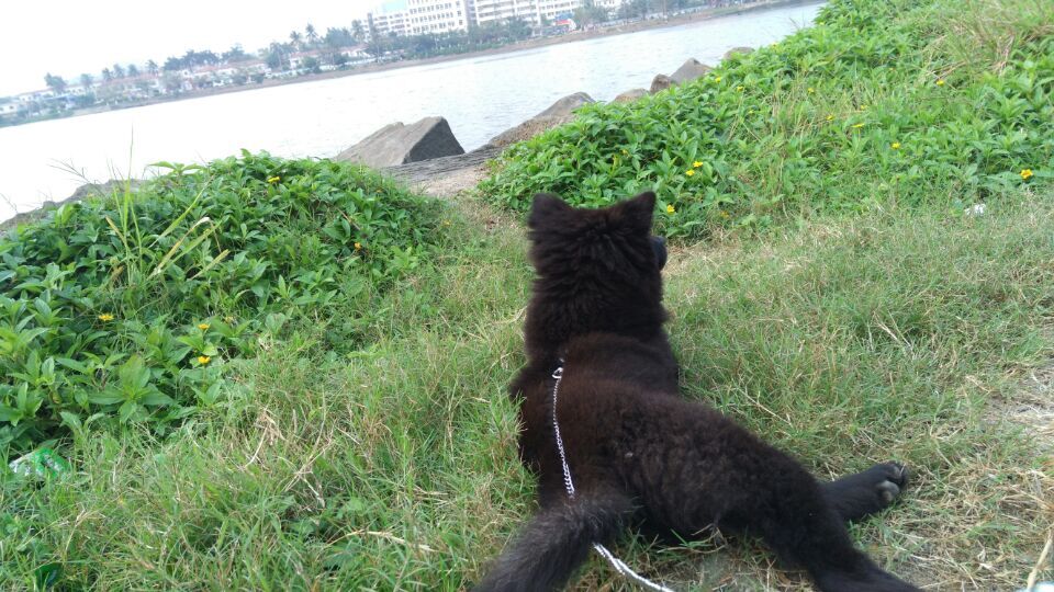 狗狗吃火腿肠包装袋能拉出来吗,狗狗把火腿肠的皮和环吞了怎么办