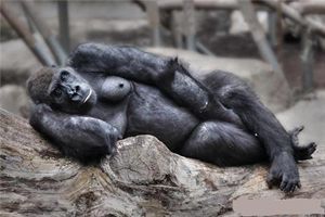 朋友圈动物照片配文,动物搞笑短视频无水印