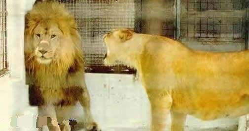 朋友圈动物照片配文,动物搞笑短视频无水印