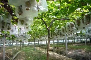 南方葡萄盆栽栽培技术,南方早熟葡萄新品种