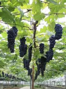 南方葡萄盆栽栽培技术,南方早熟葡萄新品种