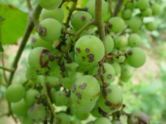 葡萄霜霉病发病规律,葡萄黑痘病的发病规律