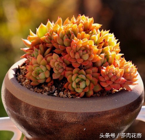 讲解多肉种植及养护知识简短,种多肉常识