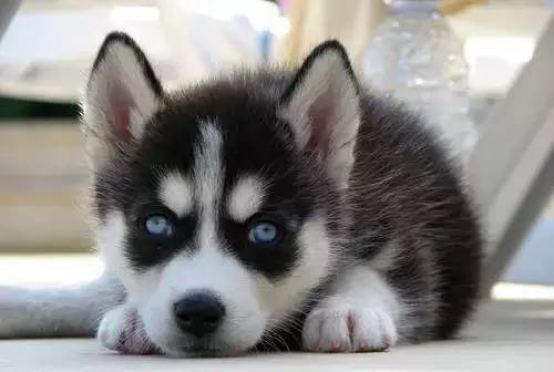 各种狗的身价排行榜,宠物狗什么狗最便宜还好看