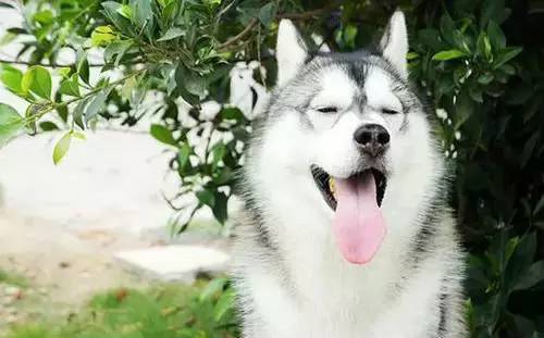 各种狗的身价排行榜,宠物狗什么狗最便宜还好看