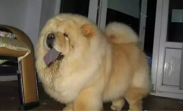 各种狗的身价排行榜,宠物狗什么狗最便宜还好看