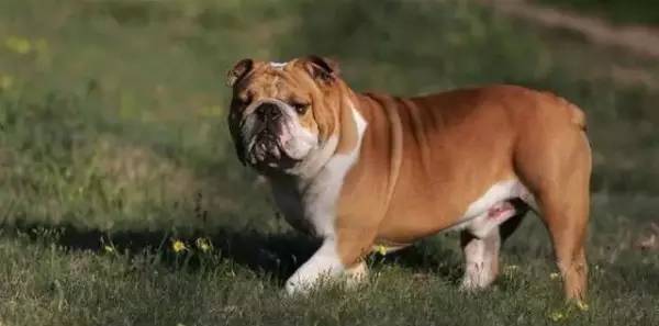 各种狗的身价排行榜,宠物狗什么狗最便宜还好看