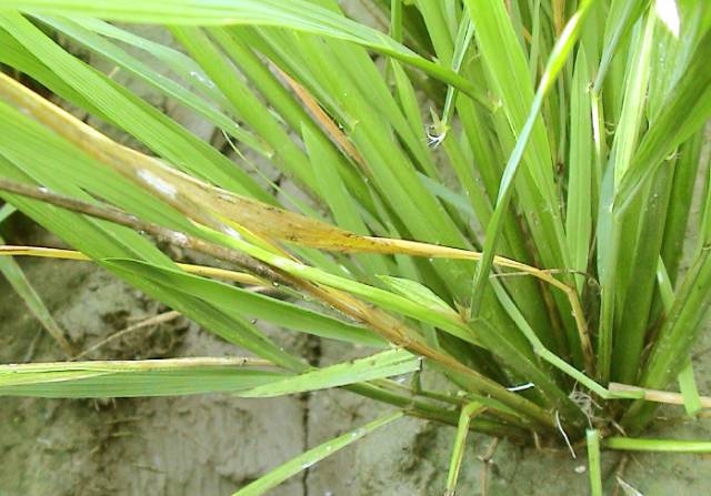 水稻白穗发生原因（完全版）