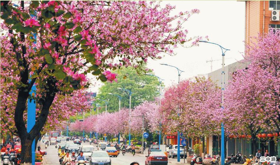 柳州哪个公园有足球场,柳州新建紫荆花公园