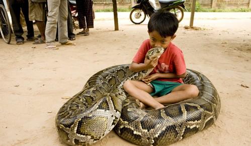 被蟒蛇攻击了怎么办,被蟒蛇盯上了该怎么办