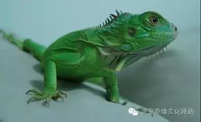 稀有的鬣蜥品种,最受欢迎蜥蜴宠物