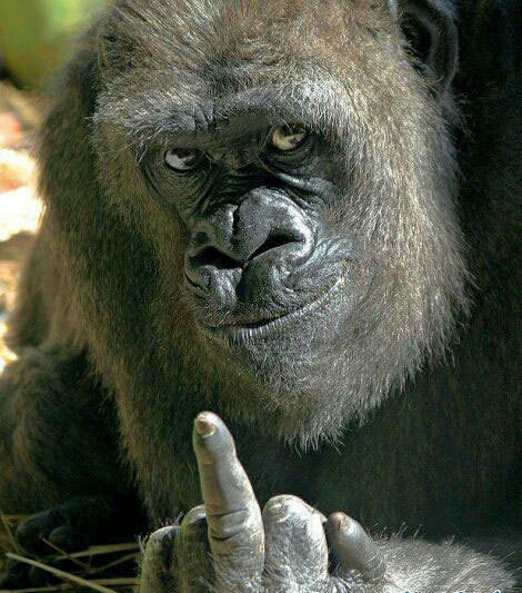 朋友圈动物照片配文,动物搞笑短视频无水印