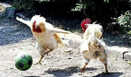 朋友圈动物照片配文,动物搞笑短视频无水印