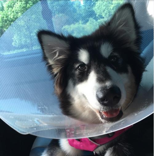 爱狗人与打狗队发生打架,爱狗与虐狗