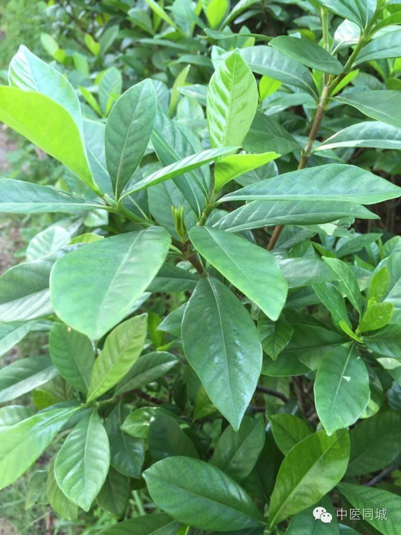 发现深圳的中草药|一生“栀”爱，一往而深