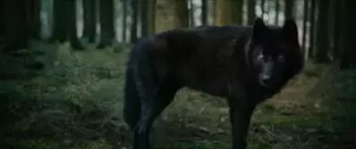 我丝毫不怀疑，这位导演曾来过云南尝过“毒蘑菇”