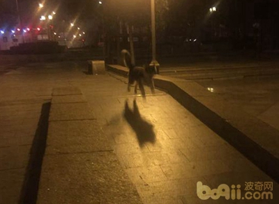 二哈狗爪子被咬了,二哈被小狗咬伤