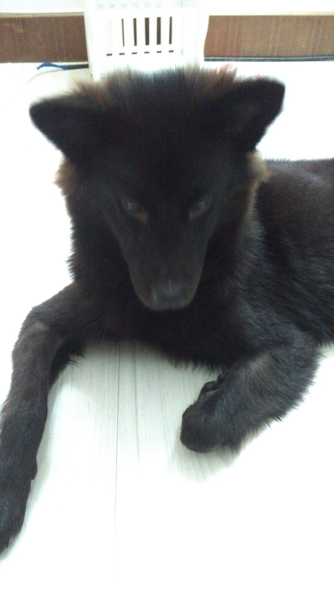 狗狗吃火腿肠包装袋能拉出来吗,狗狗把火腿肠的皮和环吞了怎么办