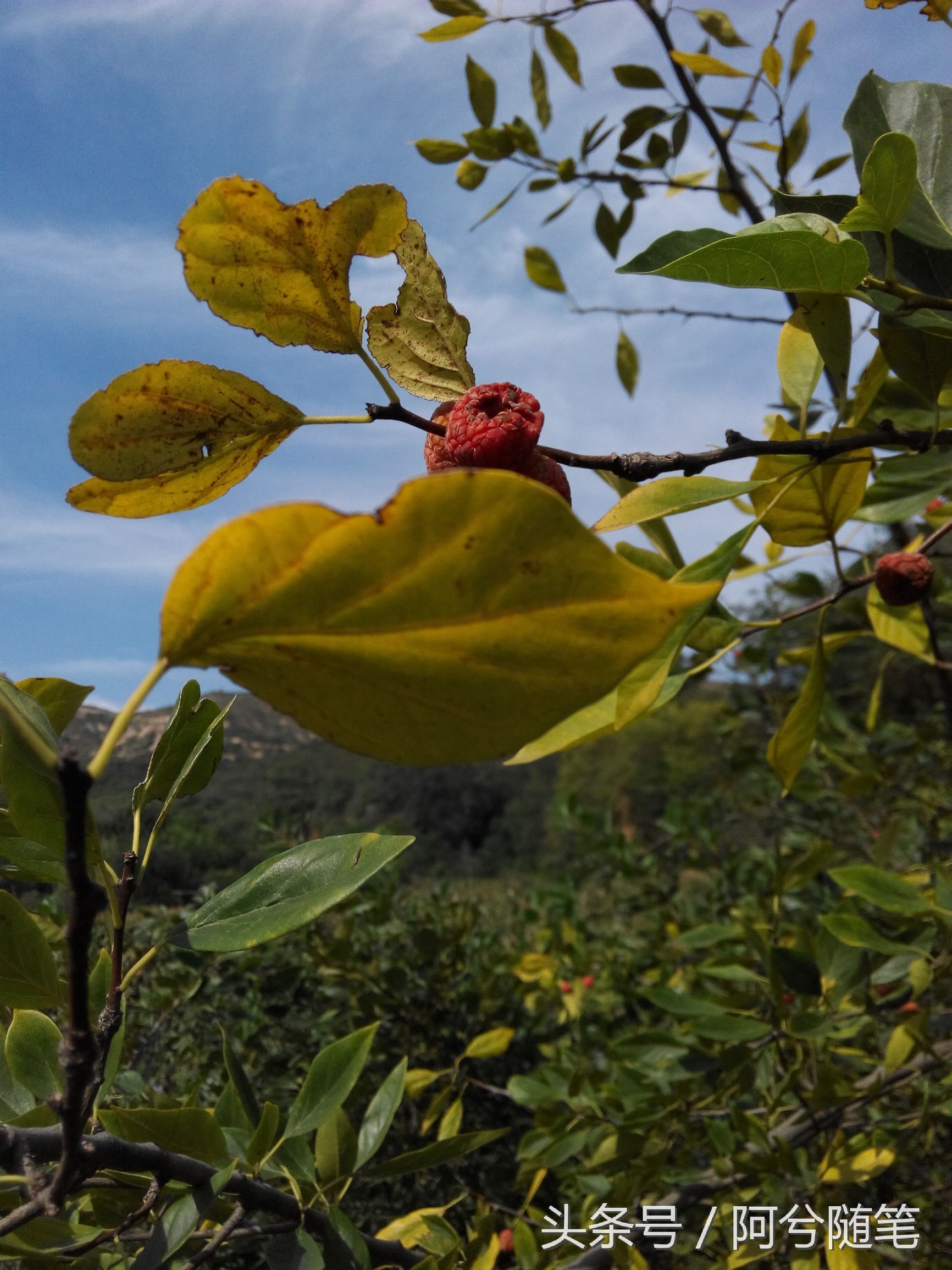 农村人称“战战棘子”的植物，民间用来治肺癌~|阿兮随笔