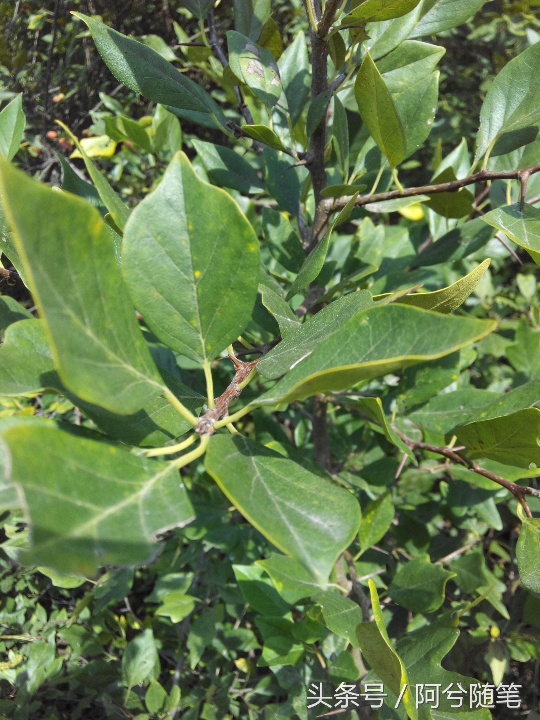 农村人称“战战棘子”的植物，民间用来治肺癌~|阿兮随笔