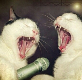 朋友圈动物照片配文,动物搞笑短视频无水印