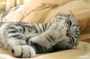 朋友圈动物照片配文,动物搞笑短视频无水印