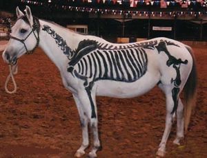 朋友圈动物照片配文,动物搞笑短视频无水印