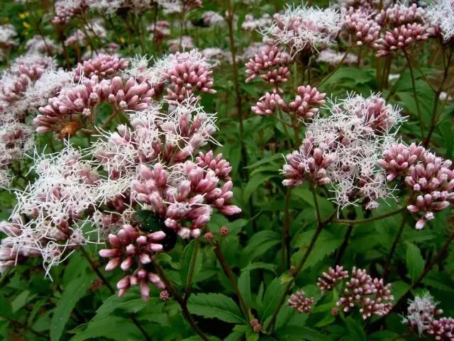 睡香枕有什么好处,睡觉睡得很香是好事吗