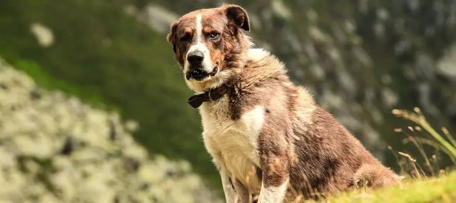 跑步碰到狗叫怎么办,跑步时遇到狗追怎么办