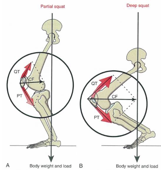 前交叉韧带1-2度损伤能自愈吗,前交叉韧带损伤一年还疼怎么回事
