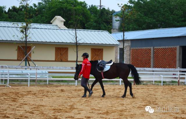 天气这么好，一起来汤山钓鱼、骑马、吃鹿肉、看鳄鱼吧！