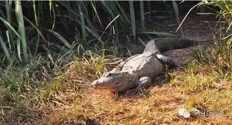 天气这么好，一起来汤山钓鱼、骑马、吃鹿肉、看鳄鱼吧！