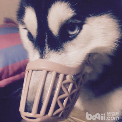 二哈狗爪子被咬了,二哈被小狗咬伤