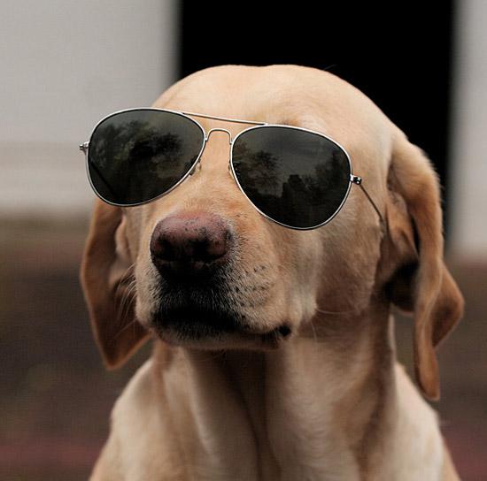 朋友圈动物照片配文,动物搞笑短视频无水印