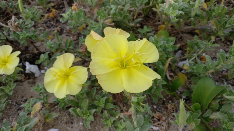 手感最好的手机一加,一加手感