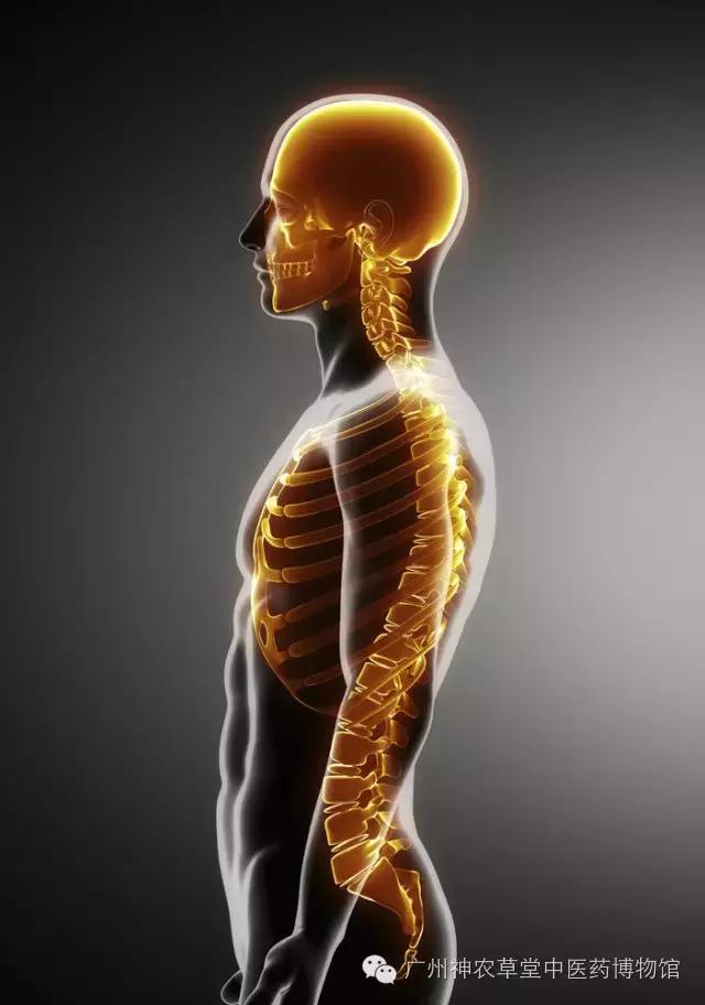 中医不懂解剖学,中医经络穴位解剖学