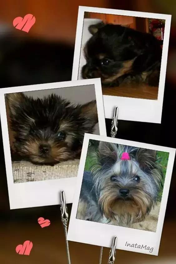 公开课|似梗非梗——约克夏