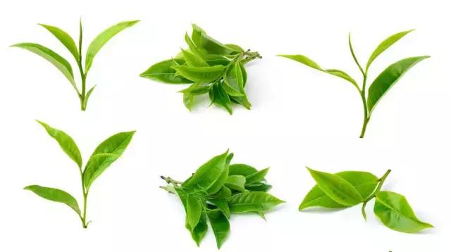 澳洲星期四农庄茶树祛痘凝胶,澳洲星期四农庄茶树精油祛痘膏