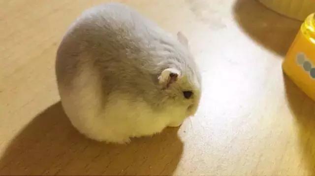 学生*党**白领的最爱小小仓鼠总有你不知道的秘密