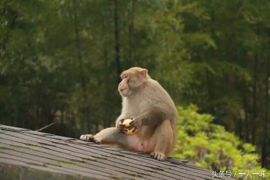 漫游天目山,探幽天目山森林之旅